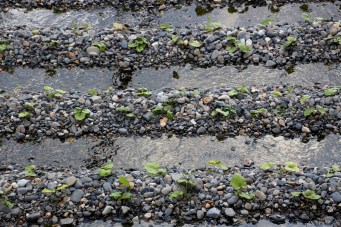 New wasabi plants