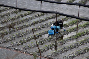 Planting new wasabi plants